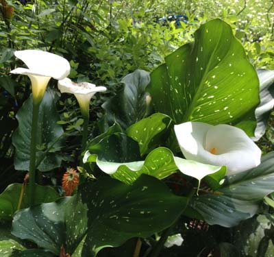 white calla