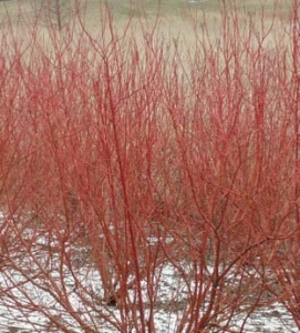 red twig dogwood