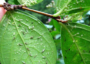 Crape myrtle aphids (Tinocallis kahawaluokalani )