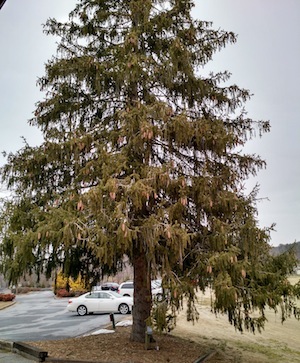 Norway Spruce