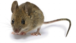 house mouse