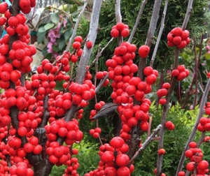 Ilex verticillata berries