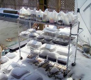 Start seeds in milk jugs--outdoors, in late winter