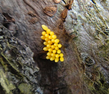Lady Beetle eggs