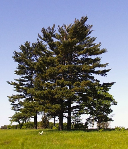 white pine tree