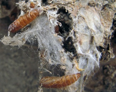 coddling moth larvae