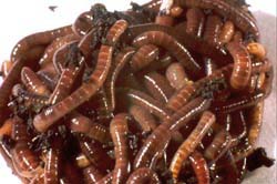 Red Worms