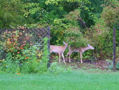 Deer Entering Yard
