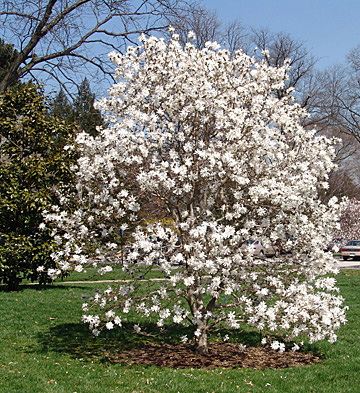 Star Magnolia, Magnolia stellata – Wisconsin Horticulture