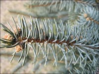 spruce needles