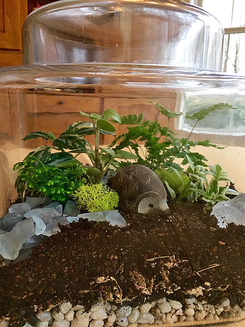 Terrarium