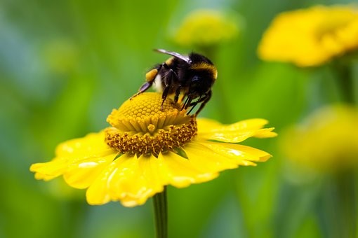 bee pollinator