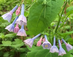 Virginia Bluebells