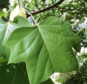 tulip poplar leaf