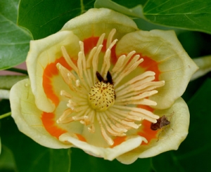 tulip poplar tree in bloom