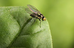 Leafminer adult fly