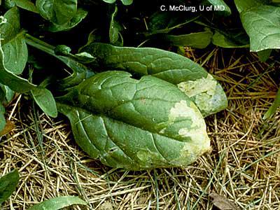 Leafminer damage on spinach