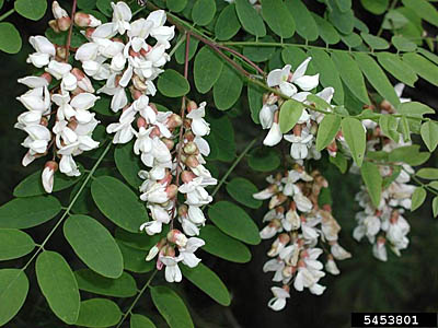 Black Locust Flowers