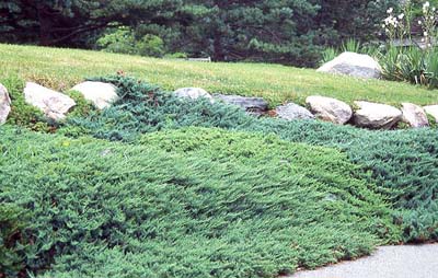 Groundcovers Fairfax Gardening,How To Care For Rosemary