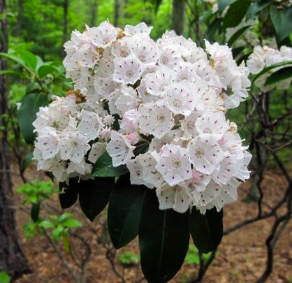 Mountain Laurel Flowers