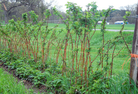 raspberry canes on fence