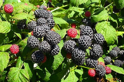 black raspberry