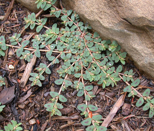 spotted spurge