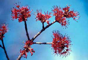 Red maple flower