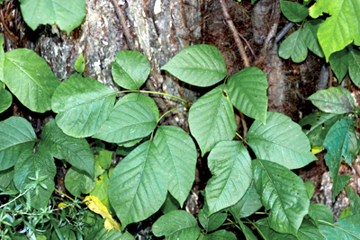 poison ivy