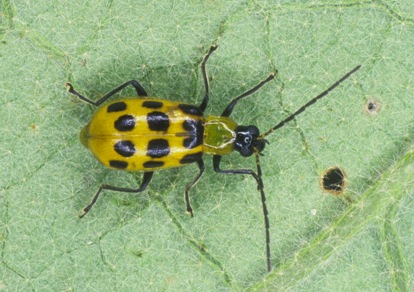 spotted cucumber beetle