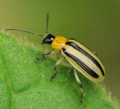 striped cucumber beetle