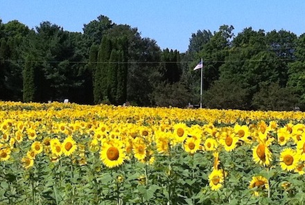 field of sunflowers