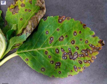 Leaf Spot Diseases – Fairfax Gardening