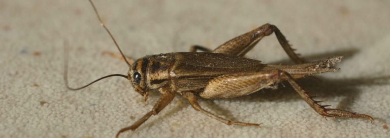 Crickets - Fairfax Gardening