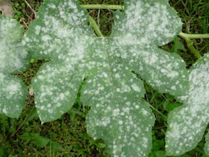 powdery mildew