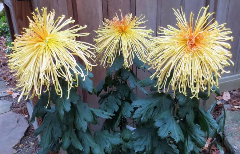 Chrysanthemum Flowering Season – Doff Portland Limited
