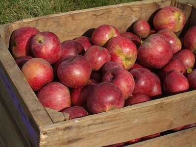 apples in box