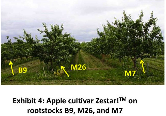 apple rootstocks on trees