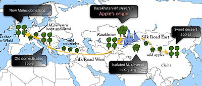 apples along silk road