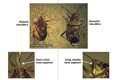 differences in stink bugs