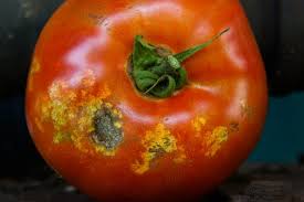 tomato damage