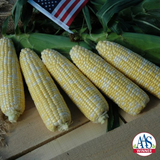 Corn, Sweet American Dream