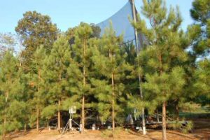 loblolly pines