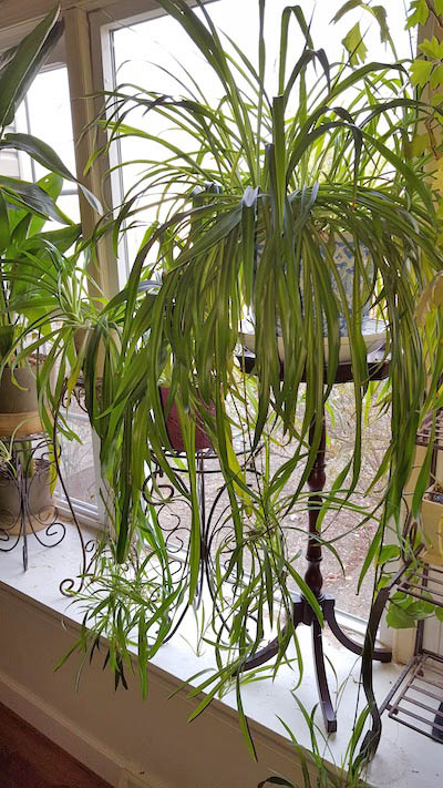 Spider plant in window