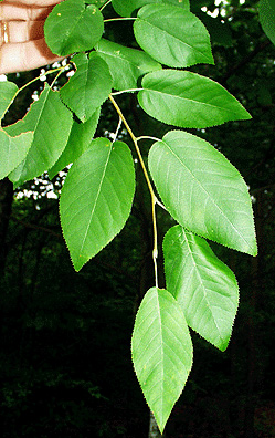 serviceberry leaves