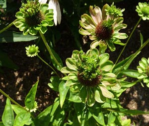 Aster yellows on coneflower