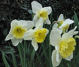 Ice follies daffodils