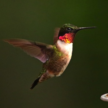 hummingbird