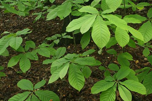 Pawpaw leaves