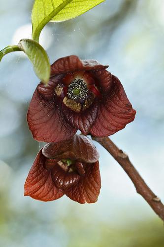 Pawpaw flowers